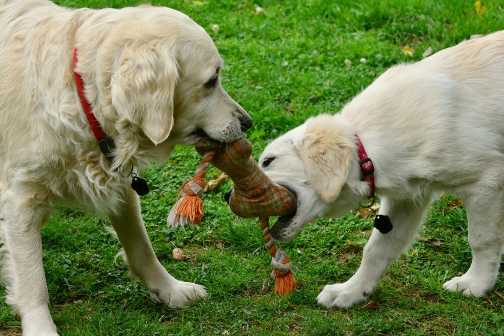 los juguetes, un gasto necesario para tener perro