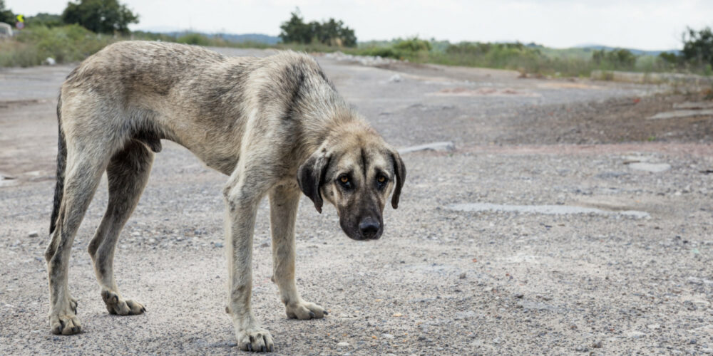 Cómo adoptar un perro maltratado