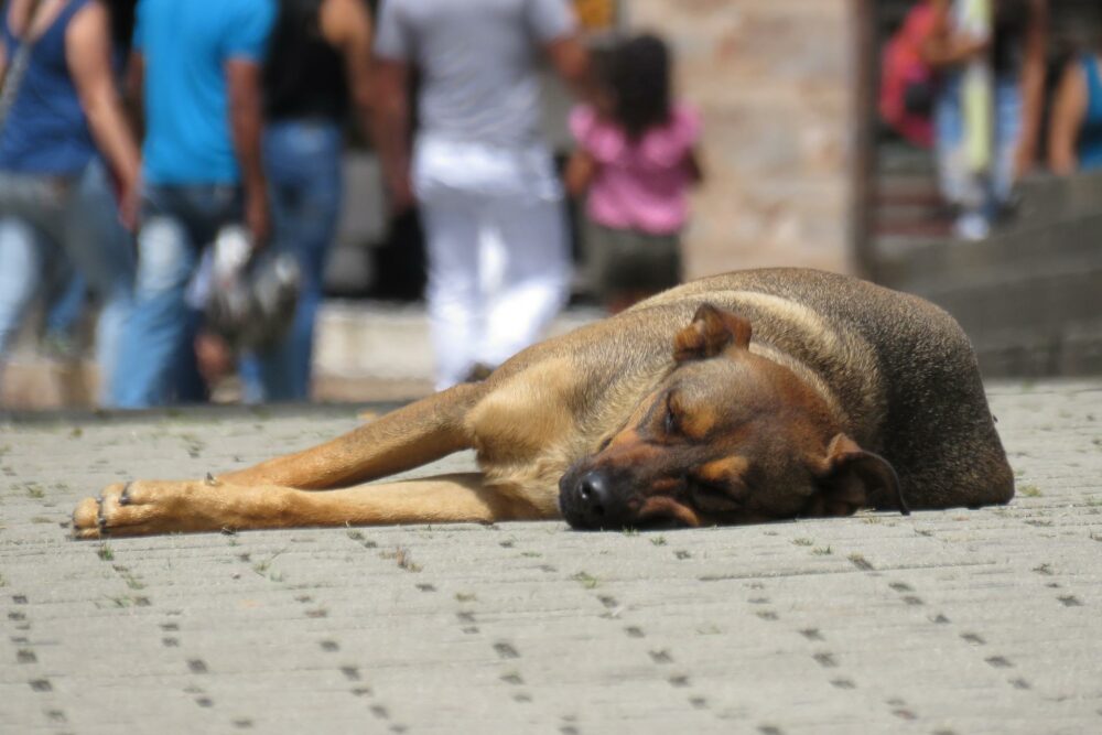 Adoptar un perro maltratado