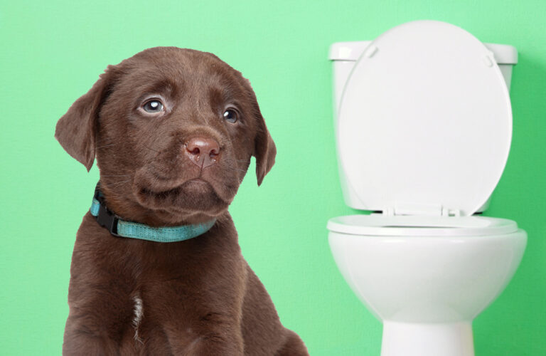 Comment apprendre à votre chien à faire ses besoins à l'extérieur