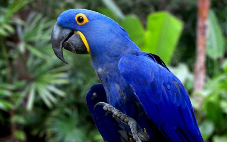 Guacamayo azul, un animal extinguido