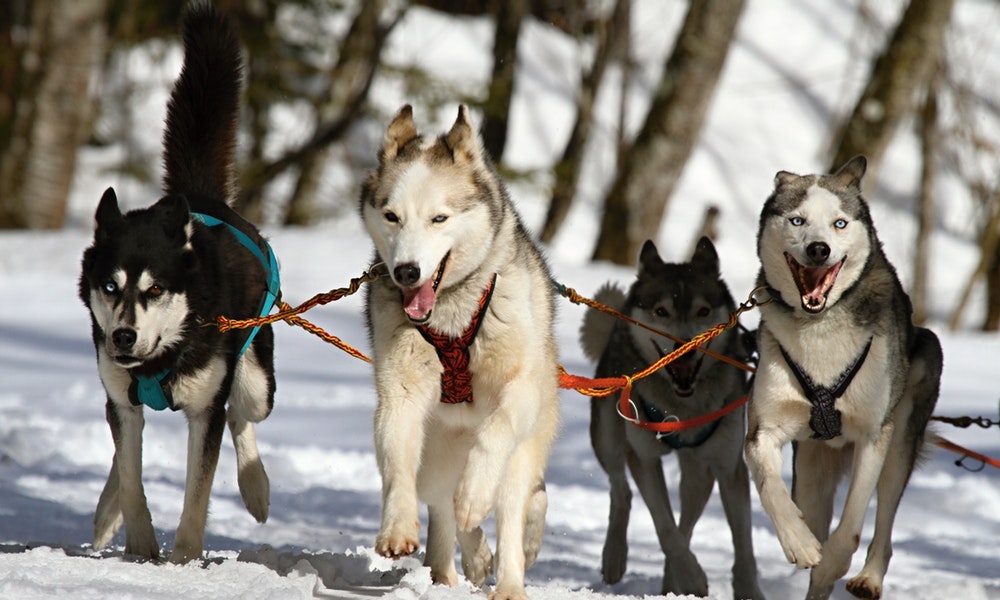 chien husky