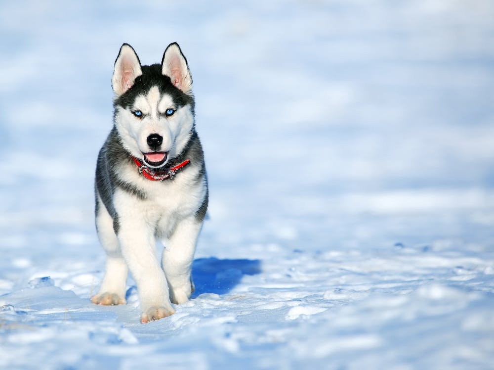 características perro husky