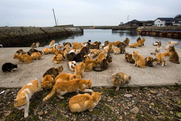 La isla de los gatos en Japón