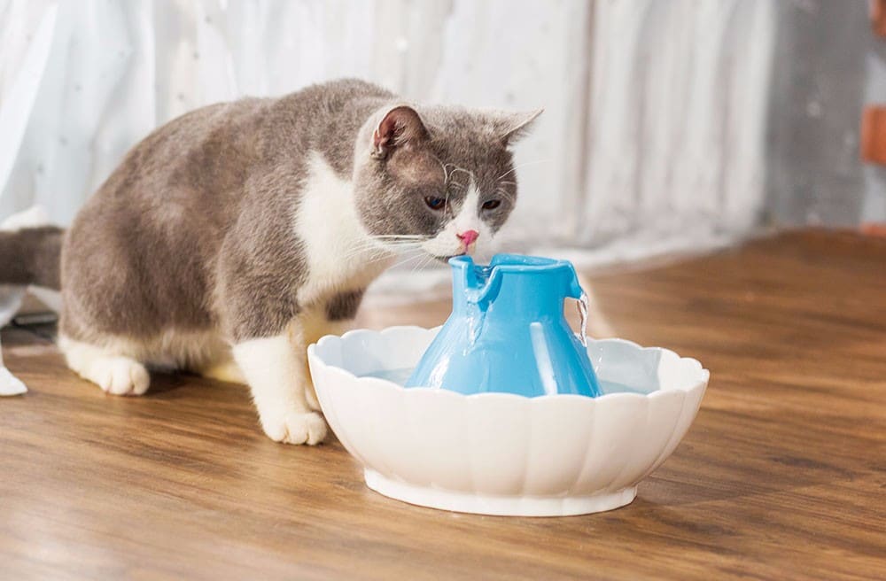 Mejores fuentes de agua para gatos