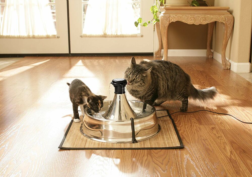 Meilleures fontaines à eau pour chats en acier inoxydable