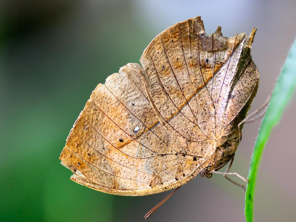 Diriez-vous que c'est une feuille ? Eh bien, c'est un papillon camouflé.