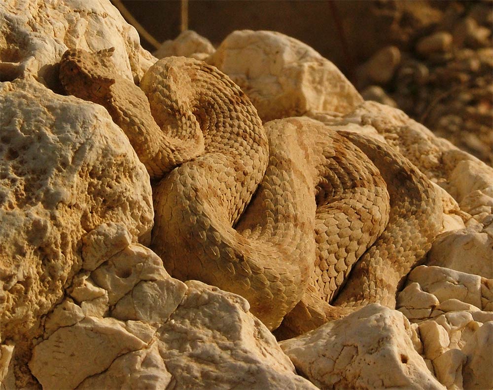 Les serpents et les reptiles sont des maîtres du mimétisme et du camouflage.