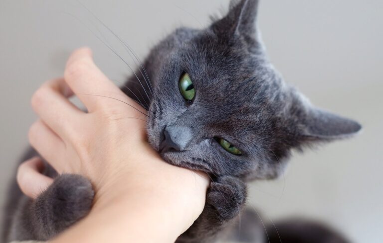 Raisons pour lesquelles un chat mord