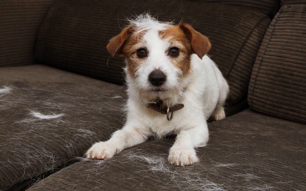 limpiar el pelo de perro o gato de los muebles y ropa