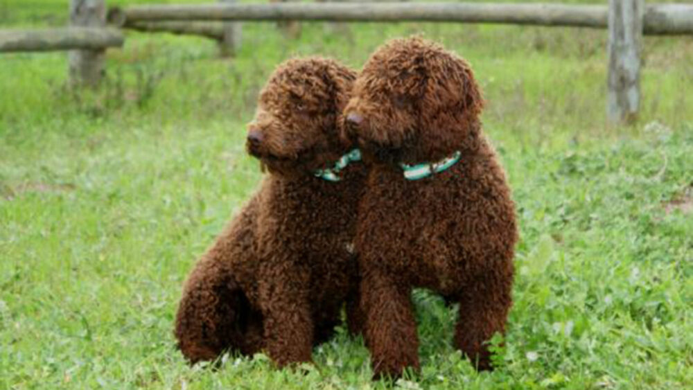 chien d'eau espagnol marron