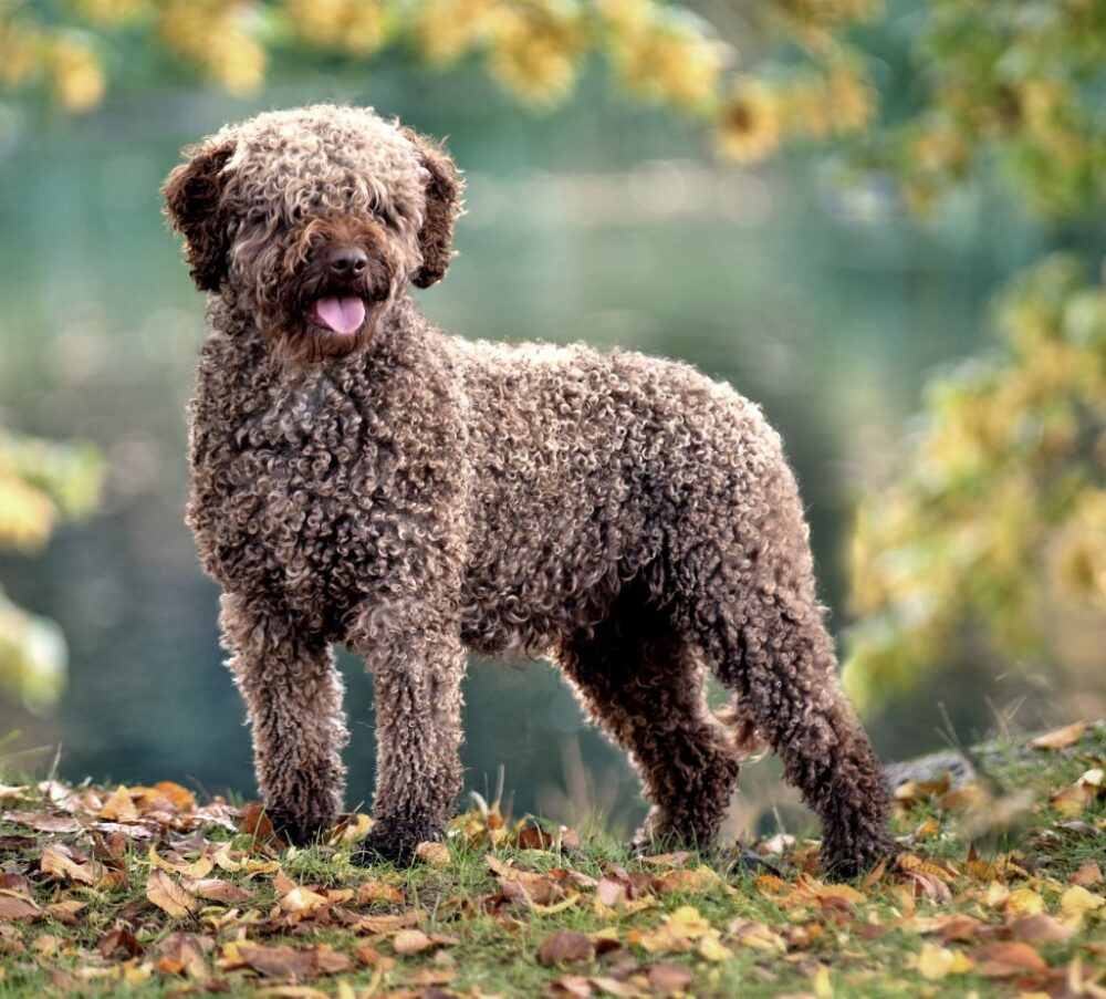 perro de agua español