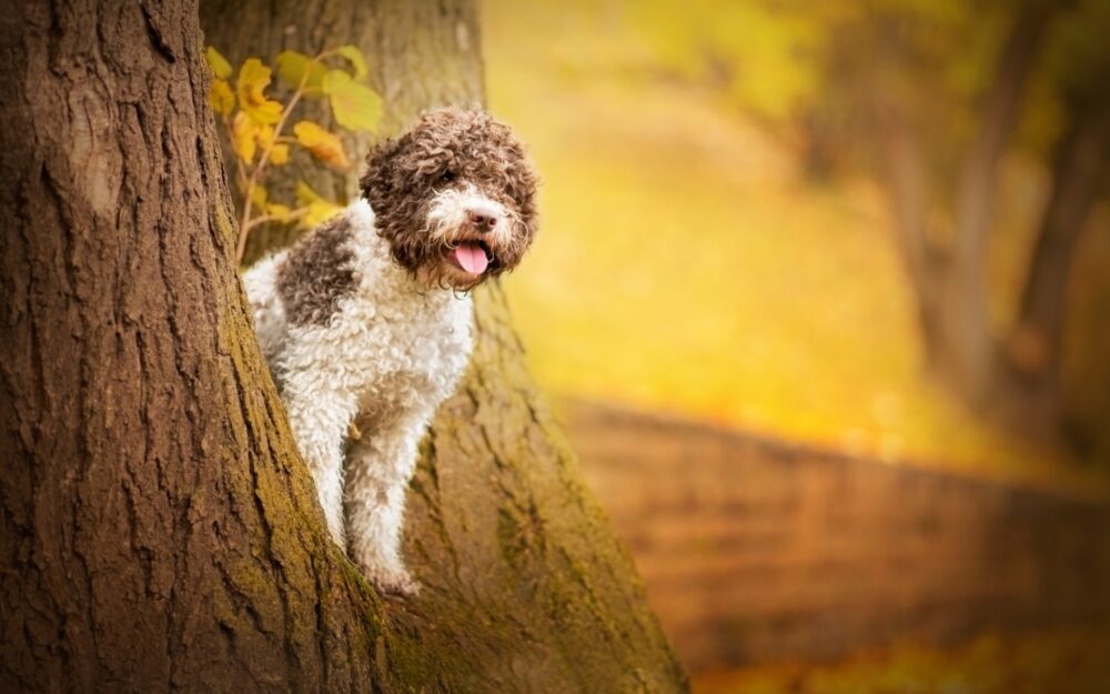 chien d'eau