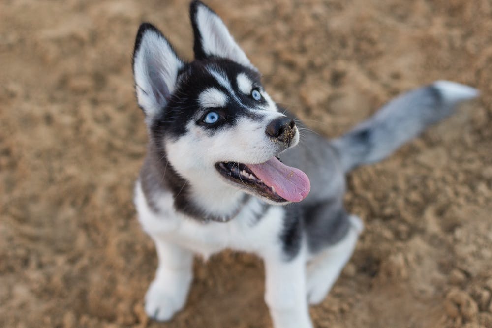 comportement du chien husky