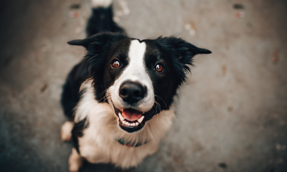 cómo enseñar a tu perro a sentarse