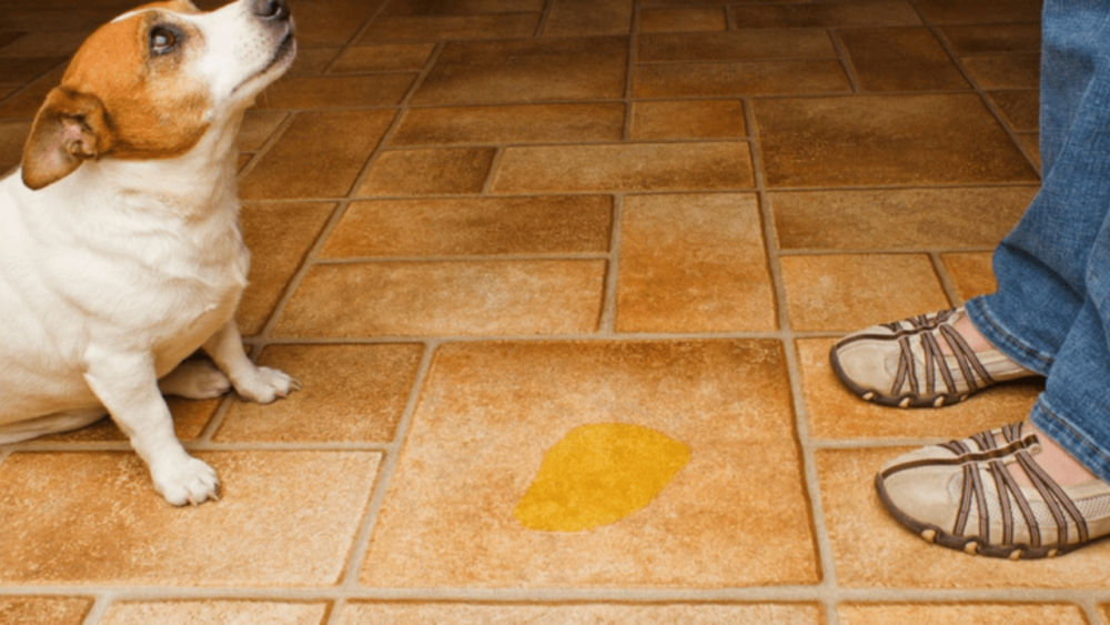 No regañes a tu cachorro si hace sus necesidades dentro de casa