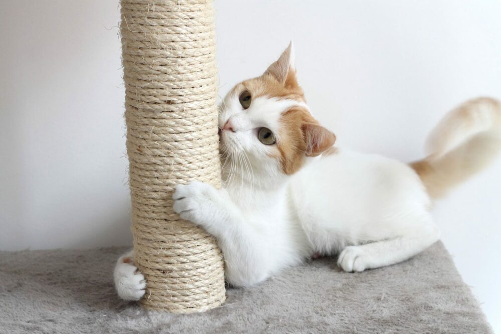 Les meilleurs griffoirs pour chats à moins de 50 euros