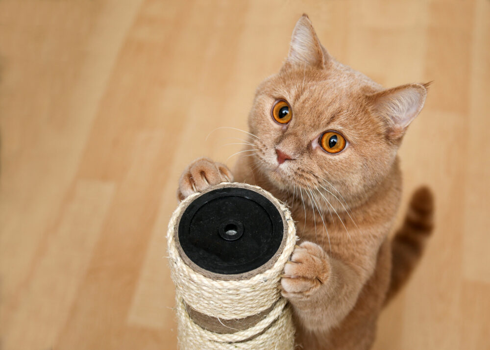 apprendre à un chat à utiliser le griffoir