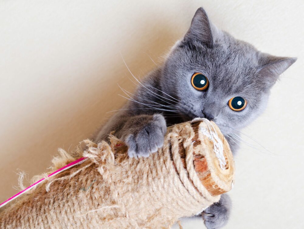 mejores rascadores para gatos por menos de 50 euros