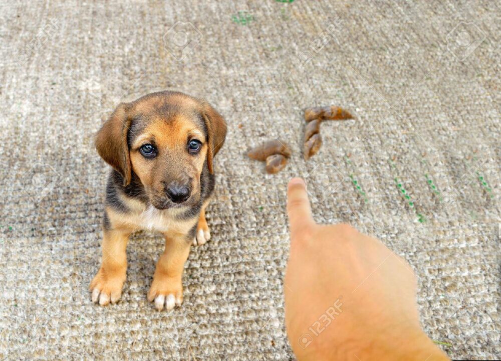 cómo regañar a tu perro