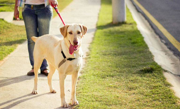 Types de harnais pour chiens