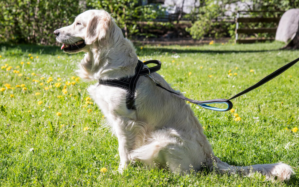 Comment choisir le bon type de harnais pour chaque chien