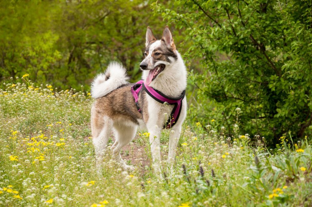 Types de harnais pour grands chiens