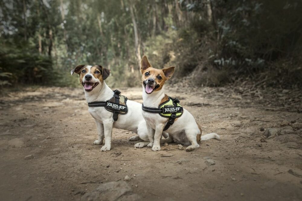 Types de harnais pour petits chiens