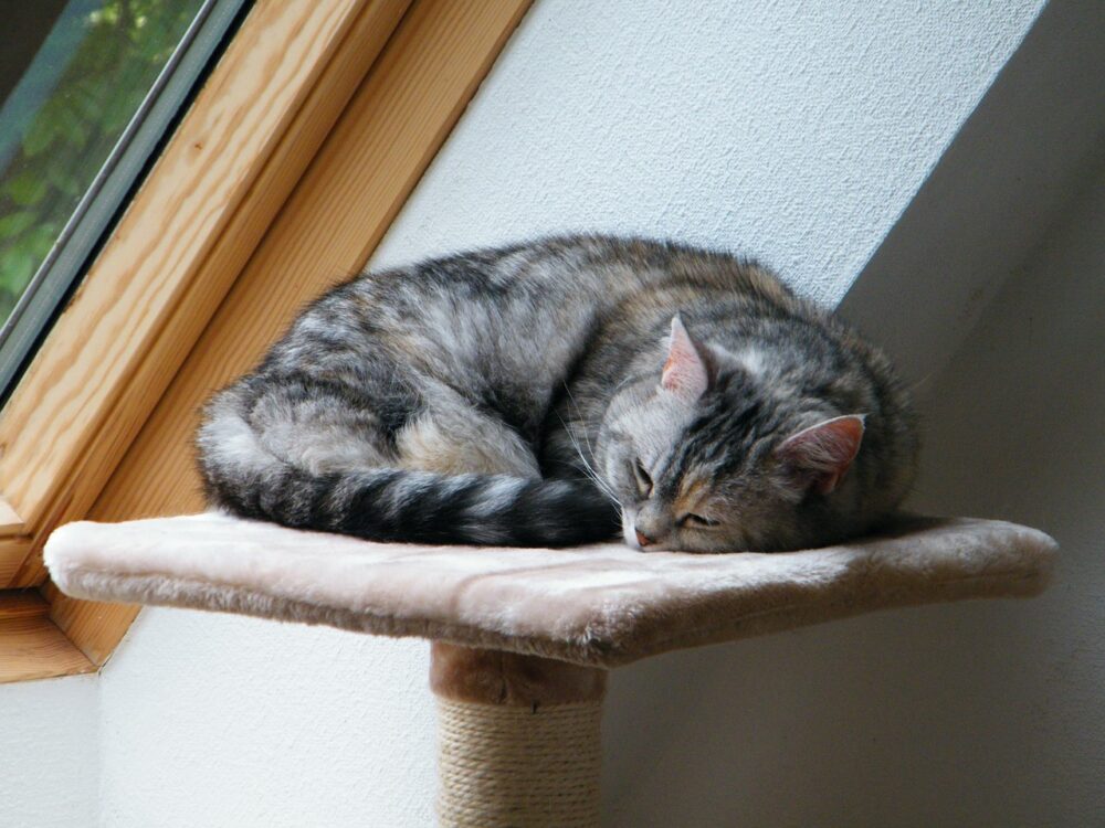 Les meilleurs griffoirs pour chats à moins de 50 euros