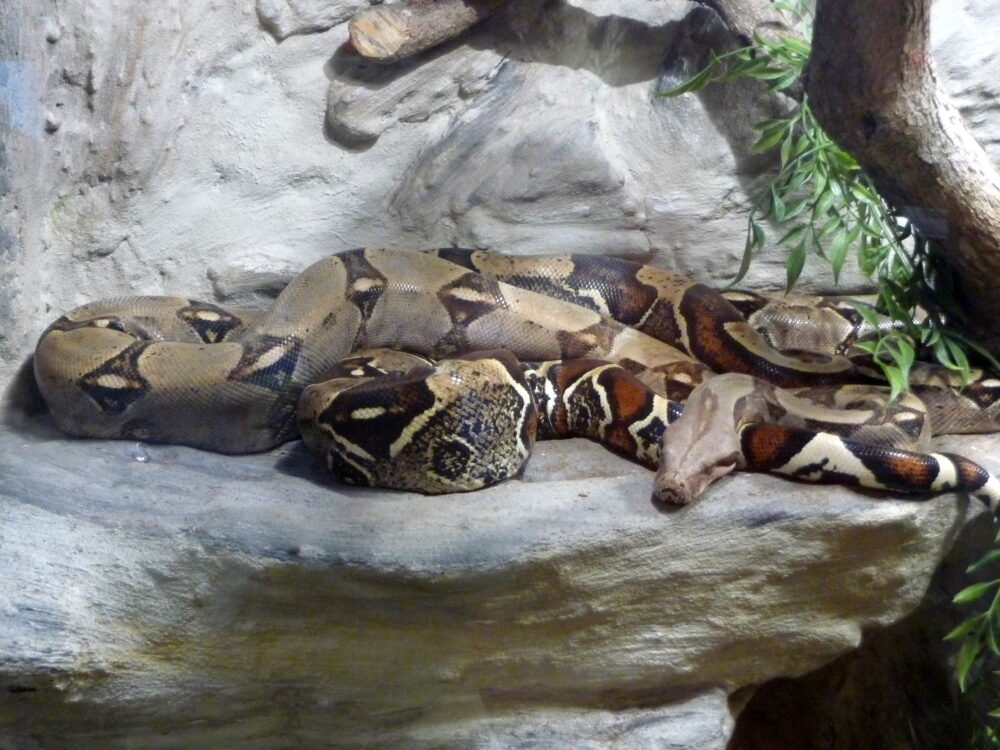 les plus grands serpents du monde