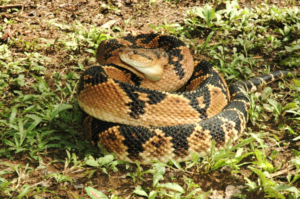La mue du serpent à sonnette