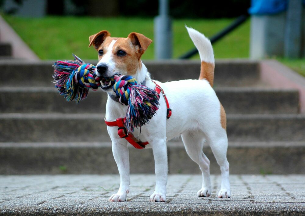 Jack Russell
