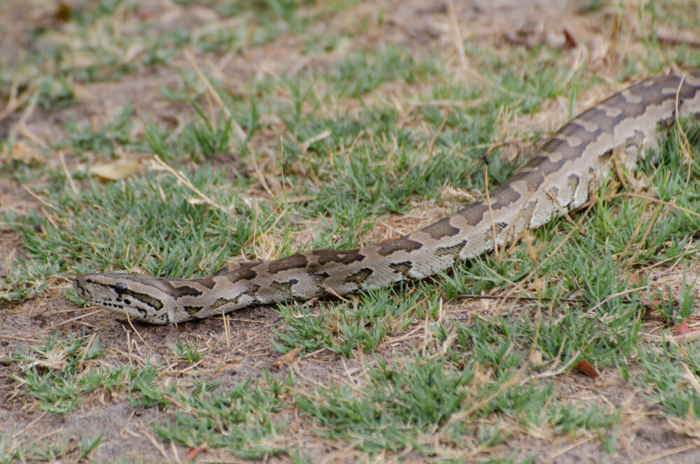 les plus grands serpents du monde