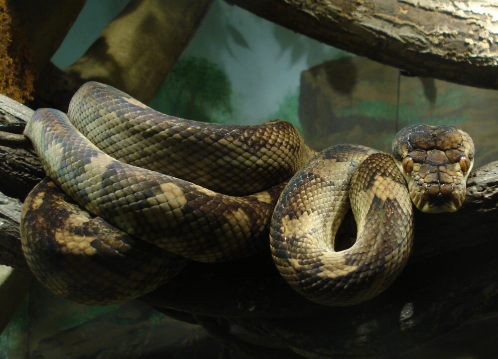 les plus grands serpents du monde