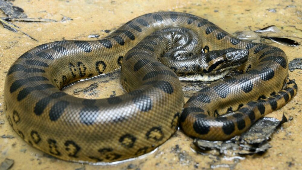 Anaconda vert