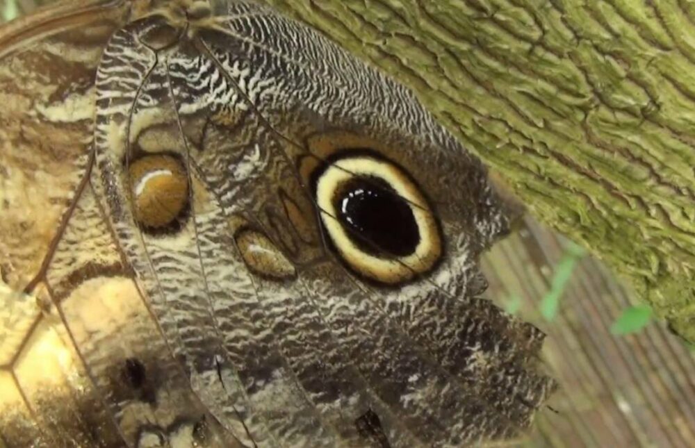 13 animales que dominan el arte de mimetismo animal de forma brutal