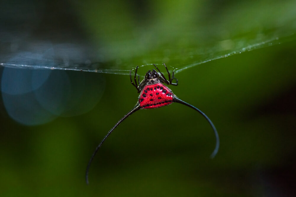 Araignée à longues cornes