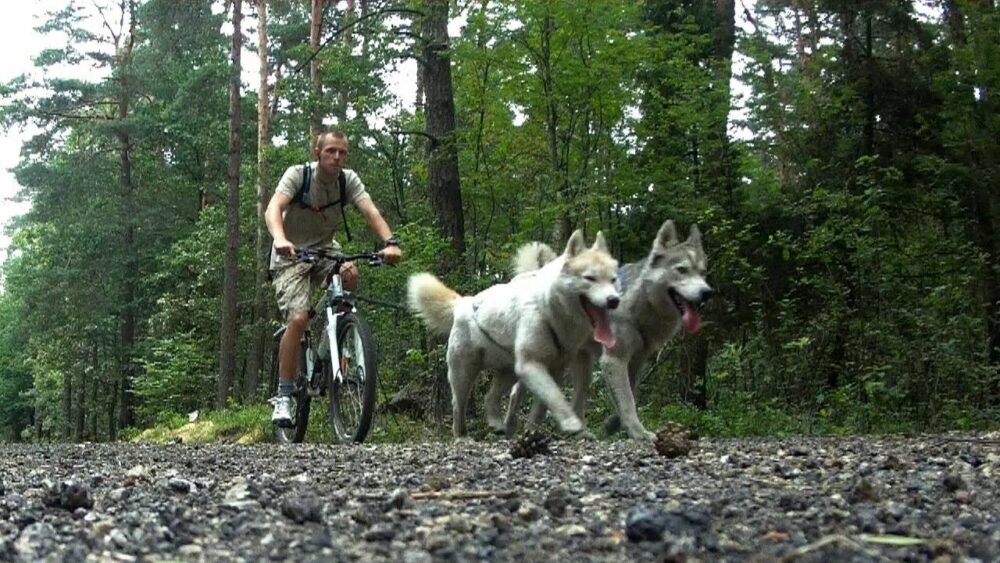 Modalidades bikejoring