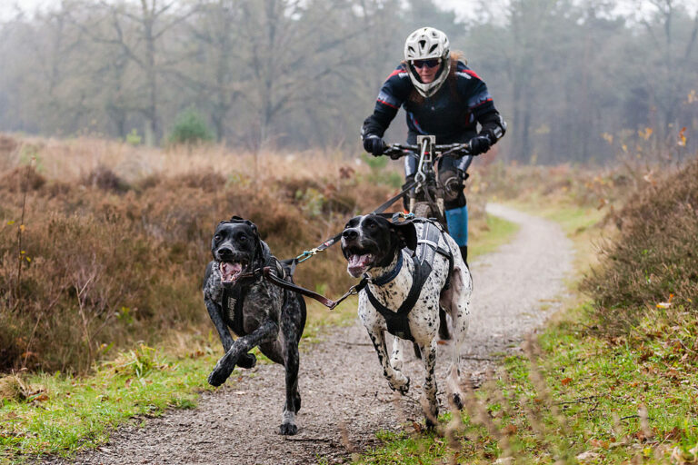 Bikejoring : qu'est-ce que c'est et pourquoi peut-il améliorer votre relation avec votre chien ?
