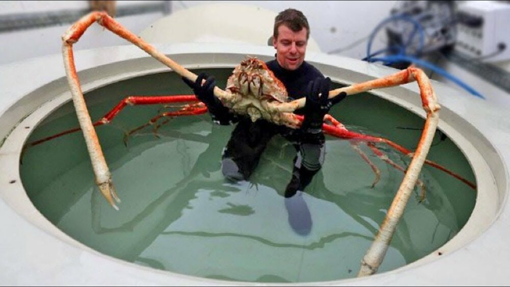 Crabe araignée japonais