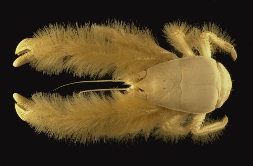 Le crabe yéti, un autre des animaux les plus rares au monde