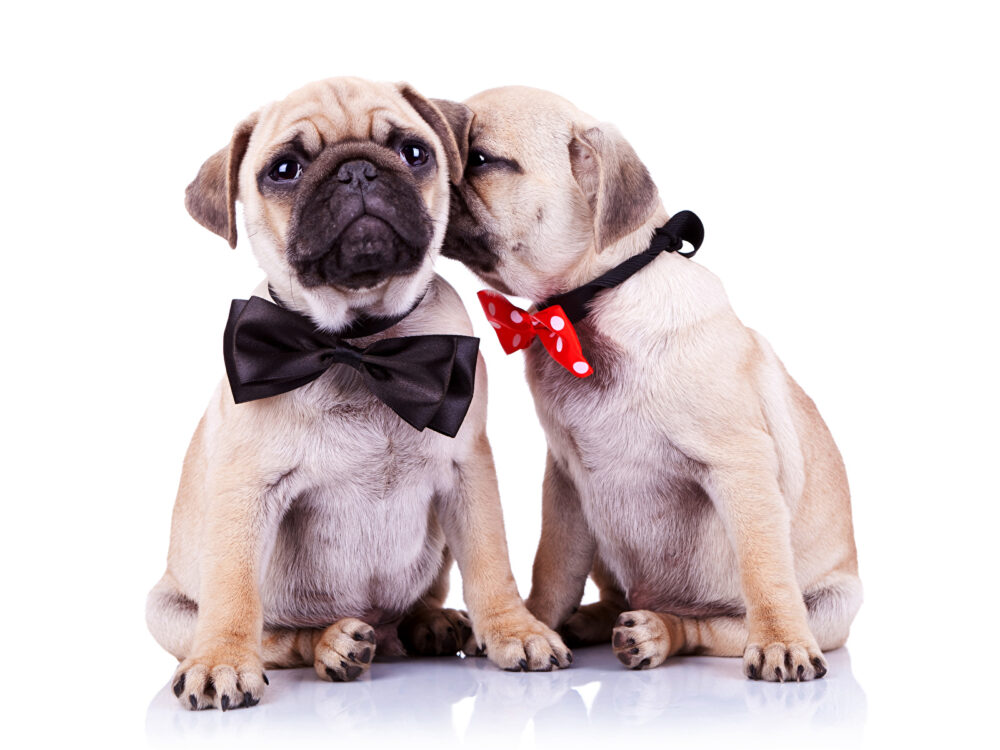complementos estéticos para perros
