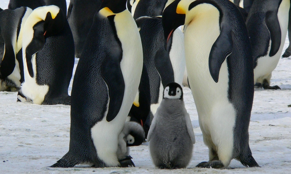 famille de pingouins