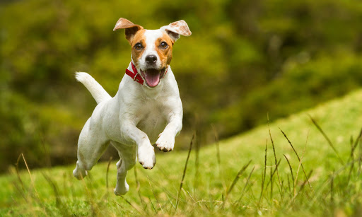 Perro Jack Russell Terrier