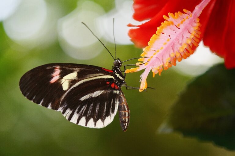 mariposas- tipos y especies