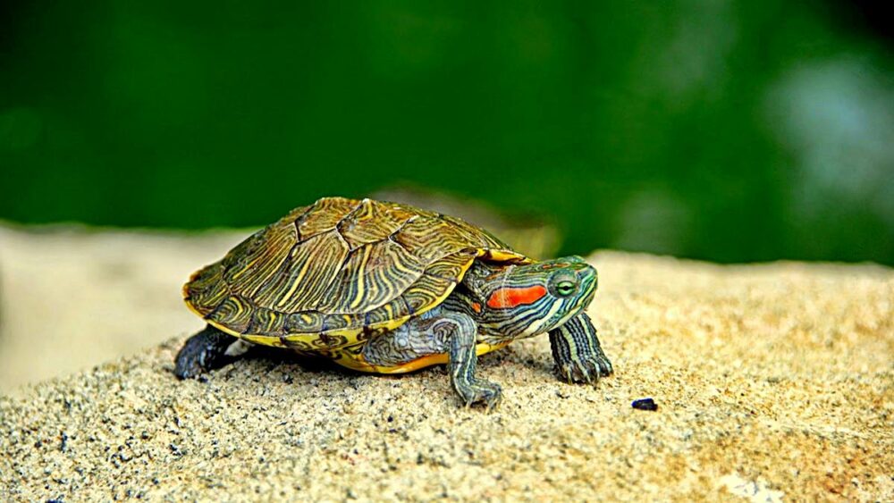 Les tortues sont des animaux dangereux à avoir avec des enfants.