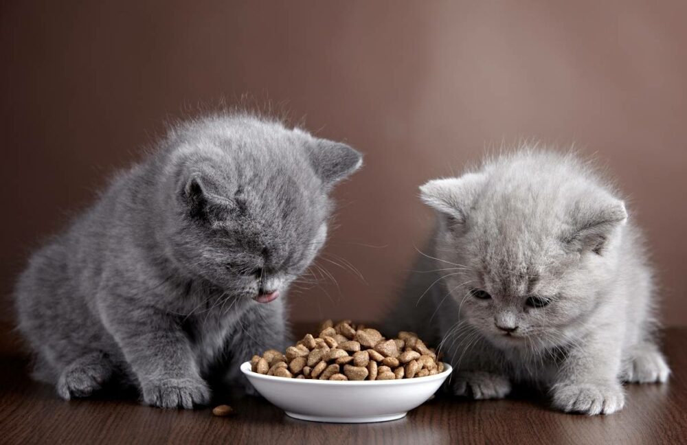meilleure nourriture pour petits chats