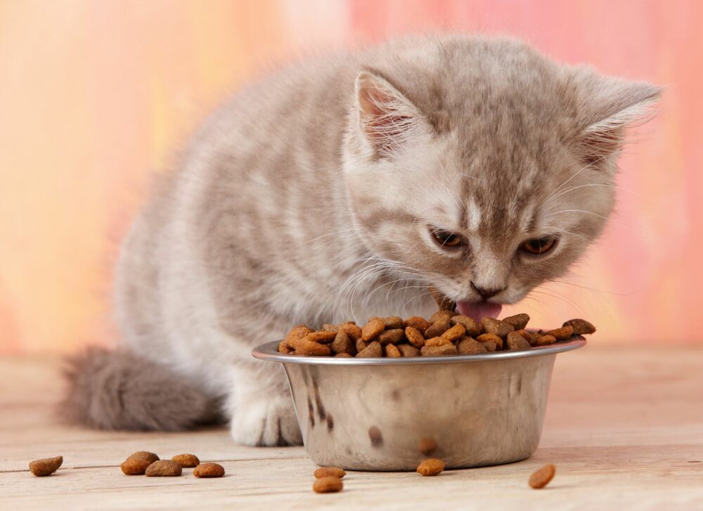 Mejores piensos naturales para gatos