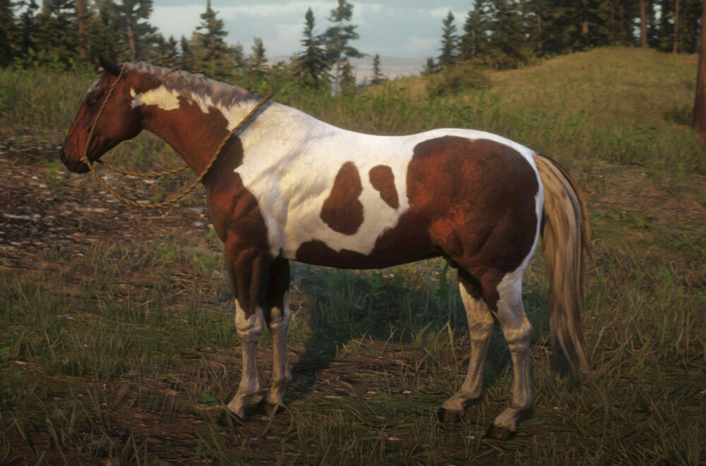 meilleures races de chevaux selon leur spécialité