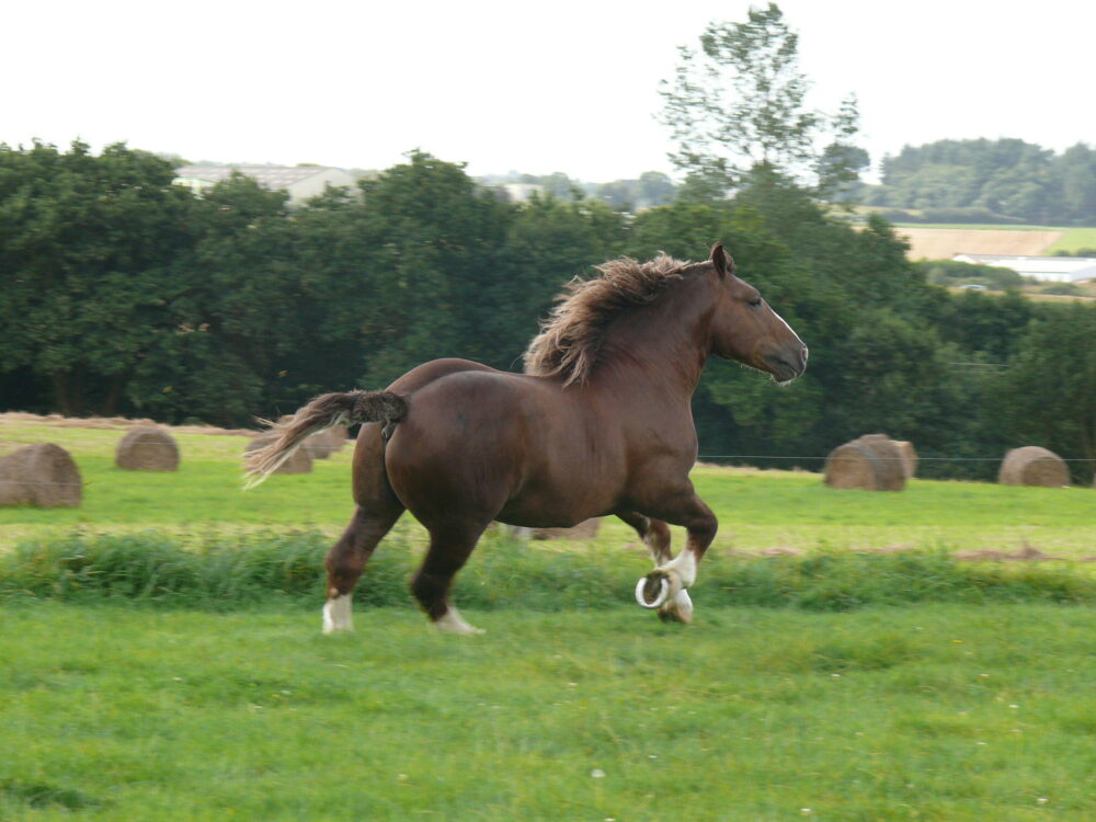 meilleures races de chevaux selon leur spécialité